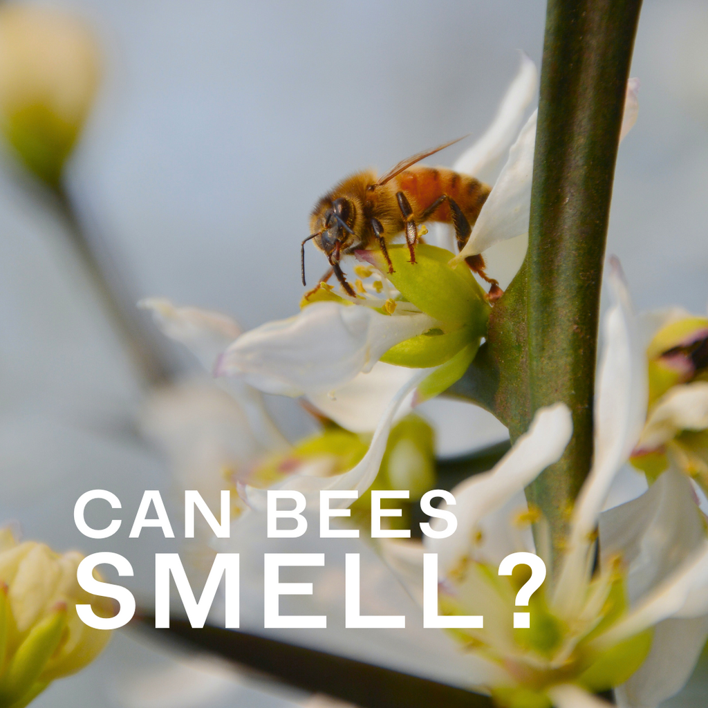 Can Bees Smell?
