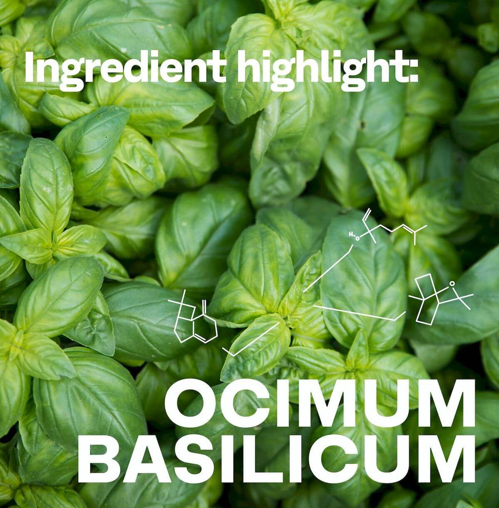 Ingredient Highlight: OCIMUM BASILICUM