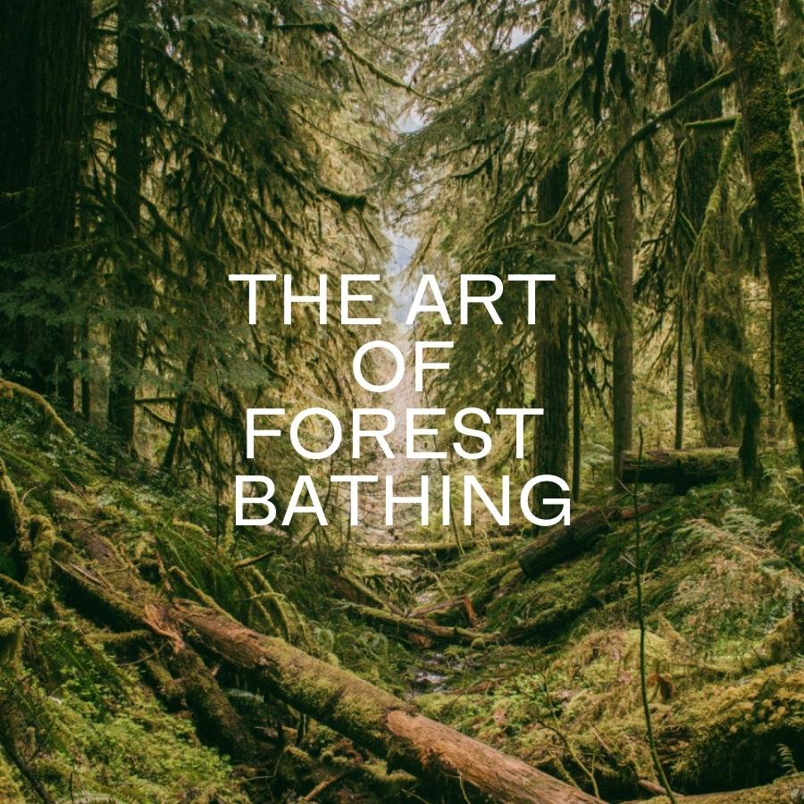 The Art of Forest Bathing
