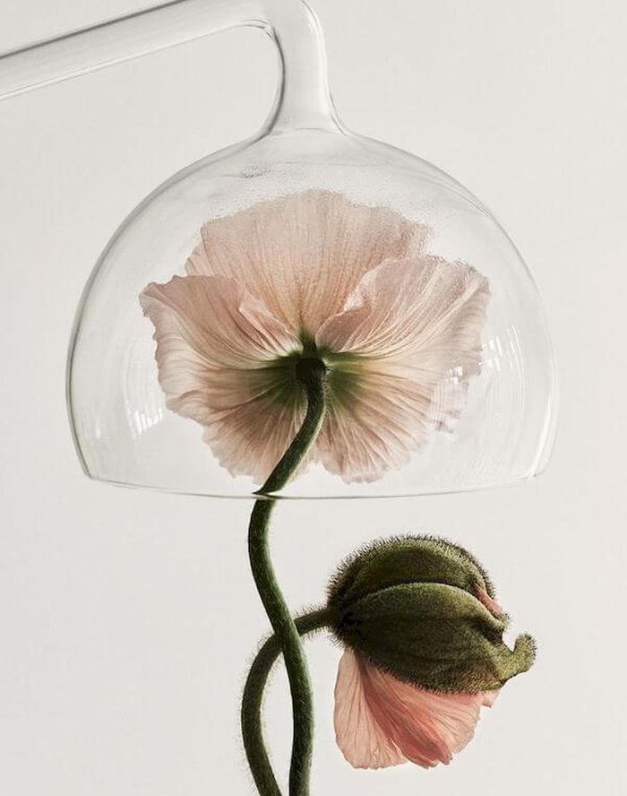 glass over a botanical ingredient 